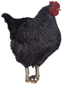 chicken-transparent-for-int.gif